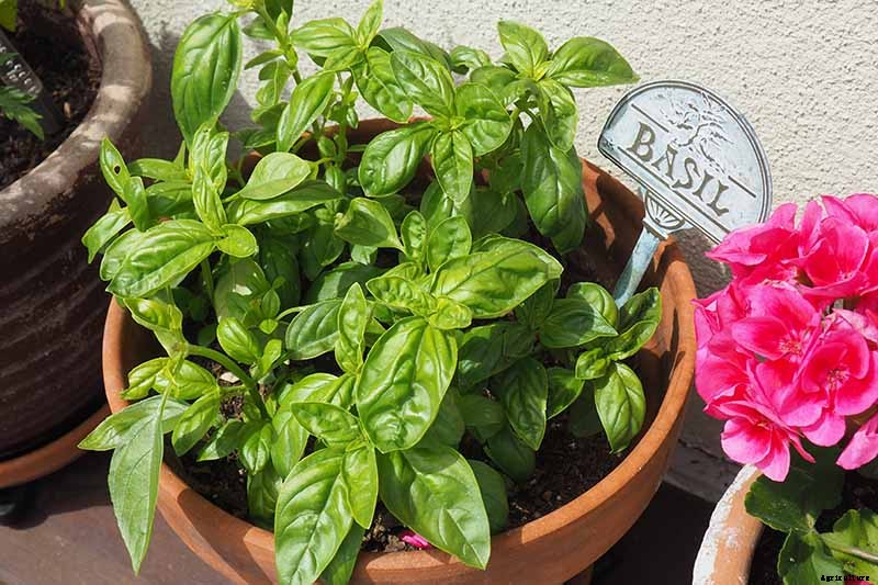 How to Grow Herbs in Containers
