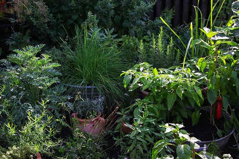 How to Grow Herbs in Containers