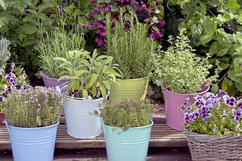 How to Grow Herbs in Containers