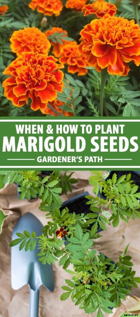 When and How to Plant Marigold Seeds