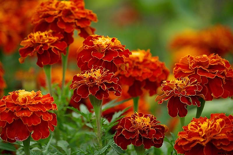 When and How to Plant Marigold Seeds