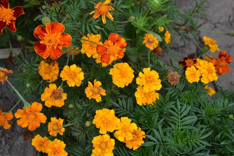 When and How to Plant Marigold Seeds