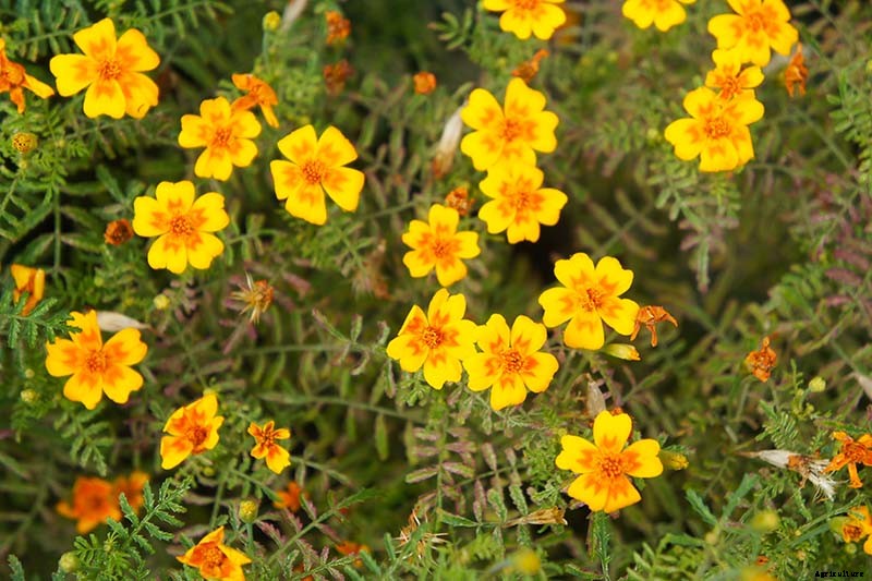 When and How to Plant Marigold Seeds