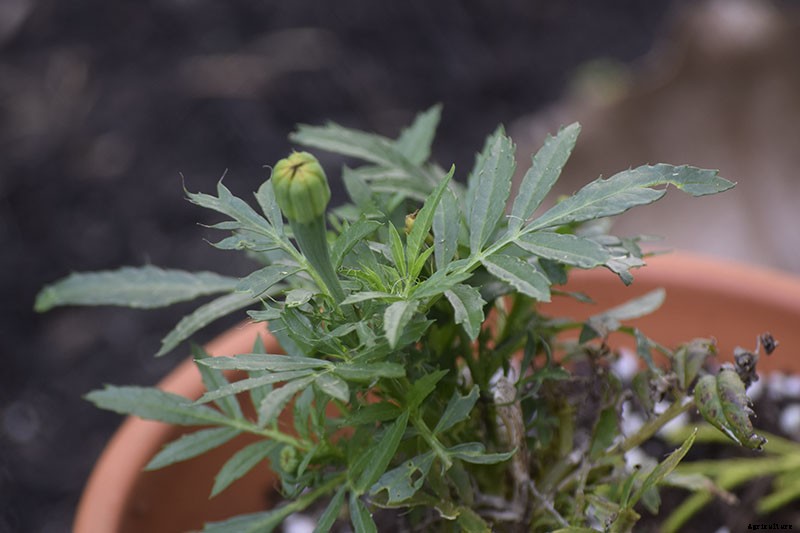 When and How to Plant Marigold Seeds