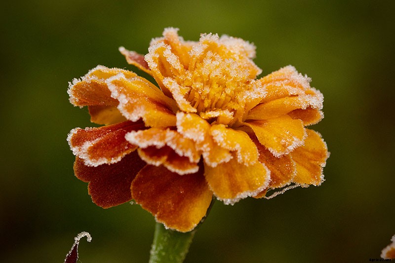 When and How to Plant Marigold Seeds