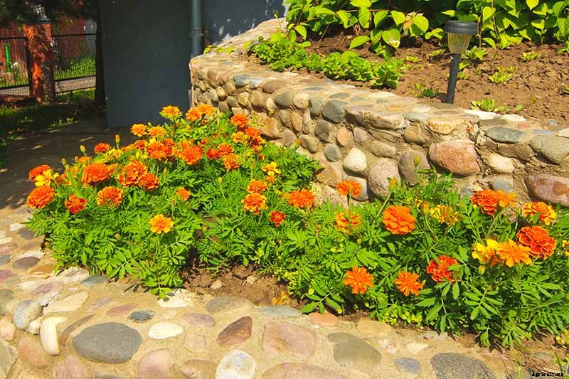 When and How to Plant Marigold Seeds