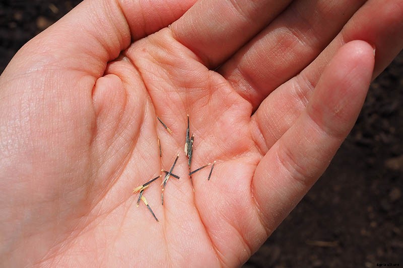 When and How to Plant Marigold Seeds
