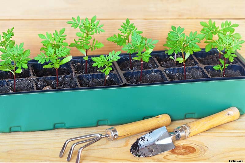 When and How to Plant Marigold Seeds