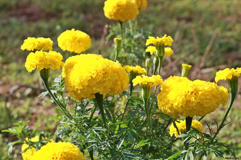 When and How to Plant Marigold Seeds