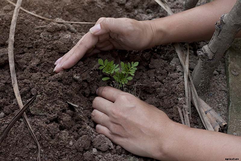 When and How to Plant Marigold Seeds