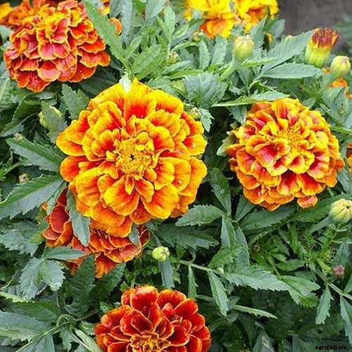 When and How to Plant Marigold Seeds