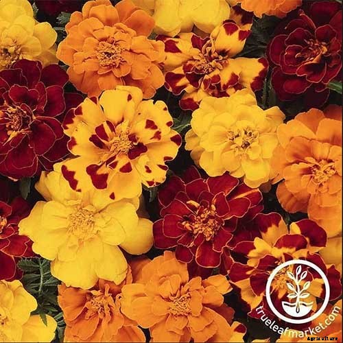 When and How to Plant Marigold Seeds