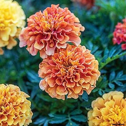 When and How to Plant Marigold Seeds
