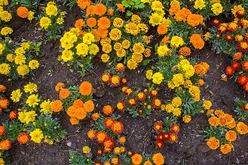 When and How to Plant Marigold Seeds