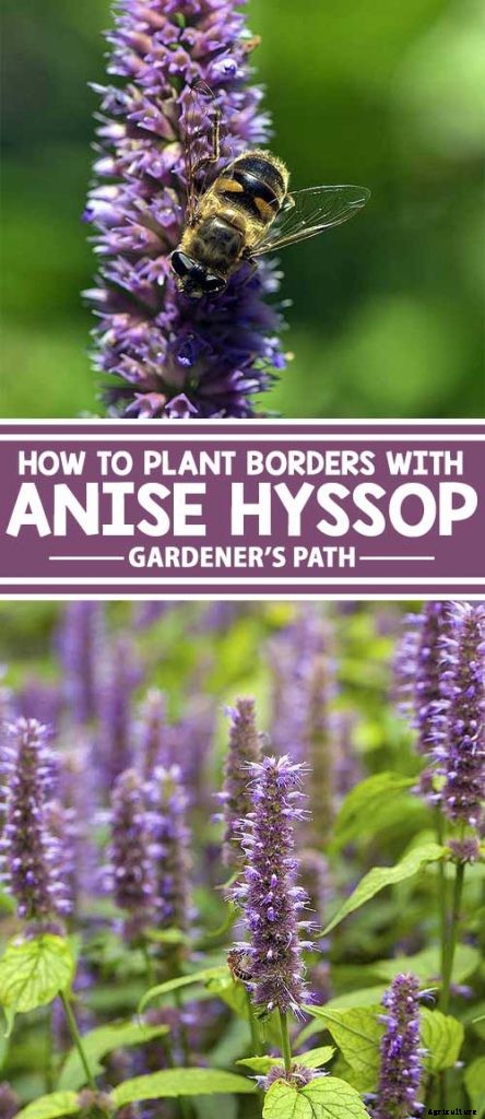 How to Grow Anise Hyssop: A Flowering Perennial Perfect for Borders