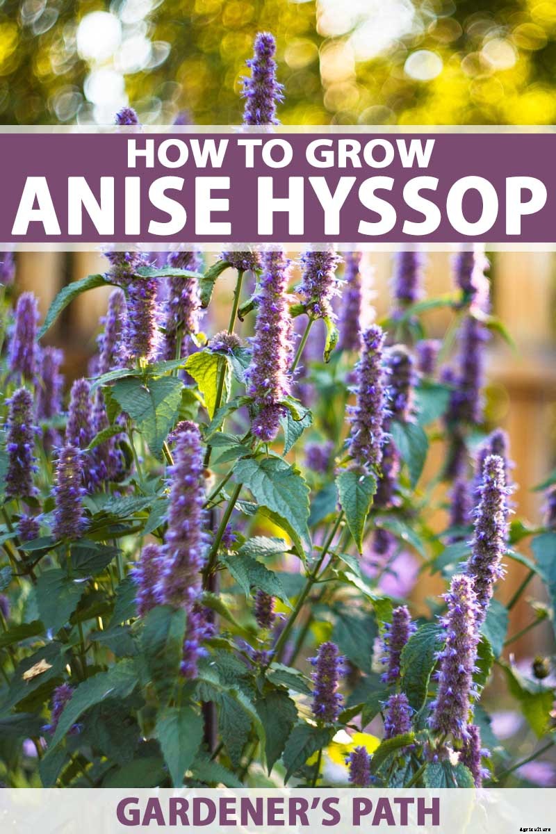 How to Grow Anise Hyssop: A Flowering Perennial Perfect for Borders