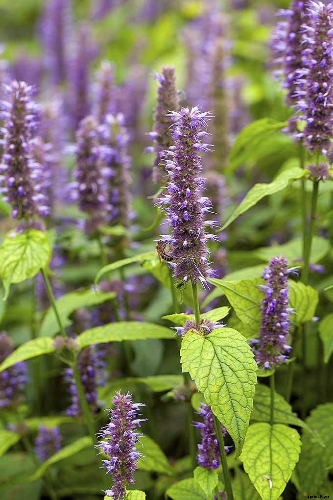 How to Grow Anise Hyssop: A Flowering Perennial Perfect for Borders