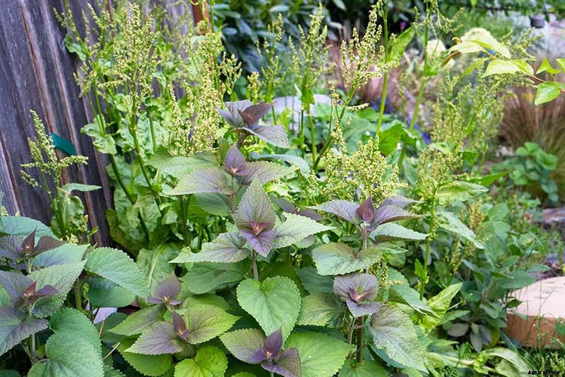 How to Grow Anise Hyssop: A Flowering Perennial Perfect for Borders