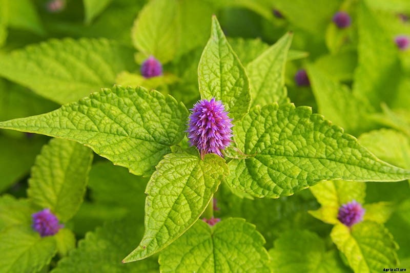 How to Grow Anise Hyssop: A Flowering Perennial Perfect for Borders
