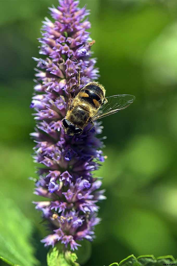 How to Grow Anise Hyssop: A Flowering Perennial Perfect for Borders