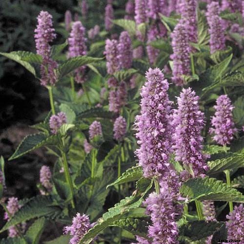 How to Grow Anise Hyssop: A Flowering Perennial Perfect for Borders