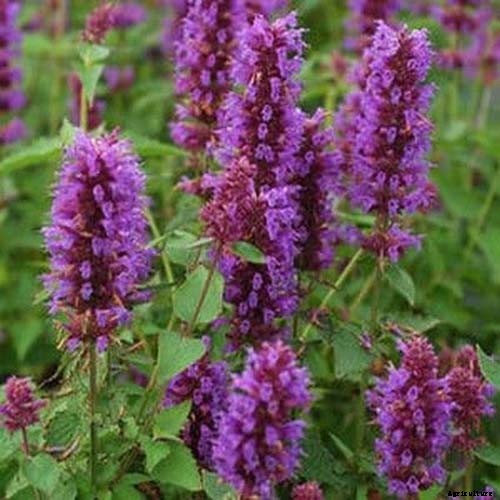 How to Grow Anise Hyssop: A Flowering Perennial Perfect for Borders