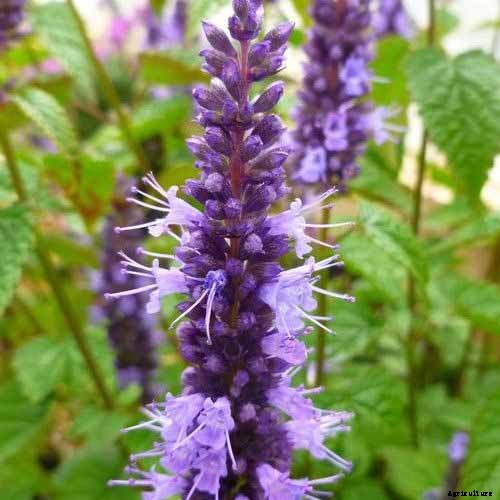 How to Grow Anise Hyssop: A Flowering Perennial Perfect for Borders