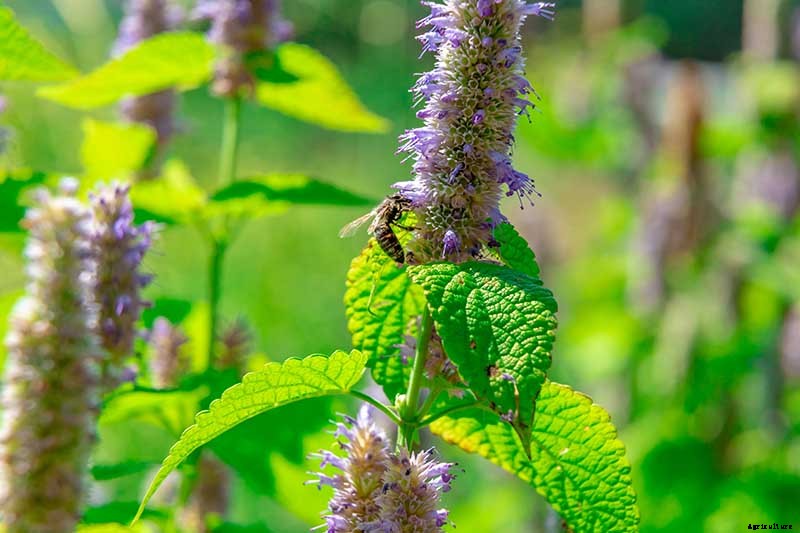 How to Grow Anise Hyssop: A Flowering Perennial Perfect for Borders