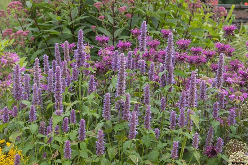 How to Grow Anise Hyssop: A Flowering Perennial Perfect for Borders