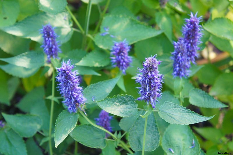 How to Grow Anise Hyssop: A Flowering Perennial Perfect for Borders