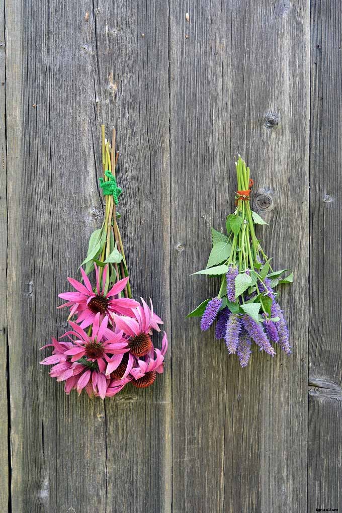 How to Grow Anise Hyssop: A Flowering Perennial Perfect for Borders