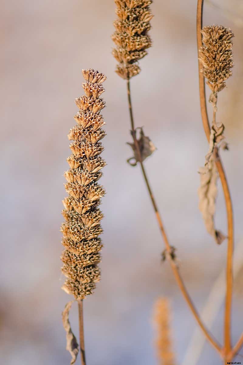 How to Grow Anise Hyssop: A Flowering Perennial Perfect for Borders