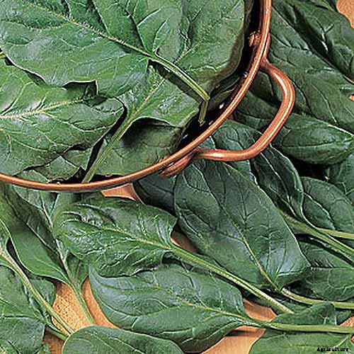 Get Your Daily Dose of B Vitamins with These Homegrown Vegetables