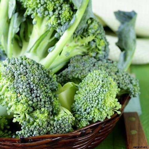 Get Your Daily Dose of B Vitamins with These Homegrown Vegetables