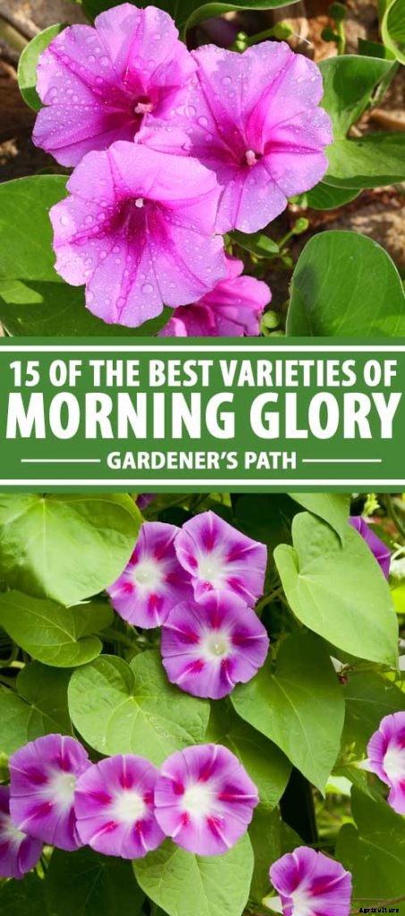 15 of the Best Common Morning Glory Varieties for Home Gardeners