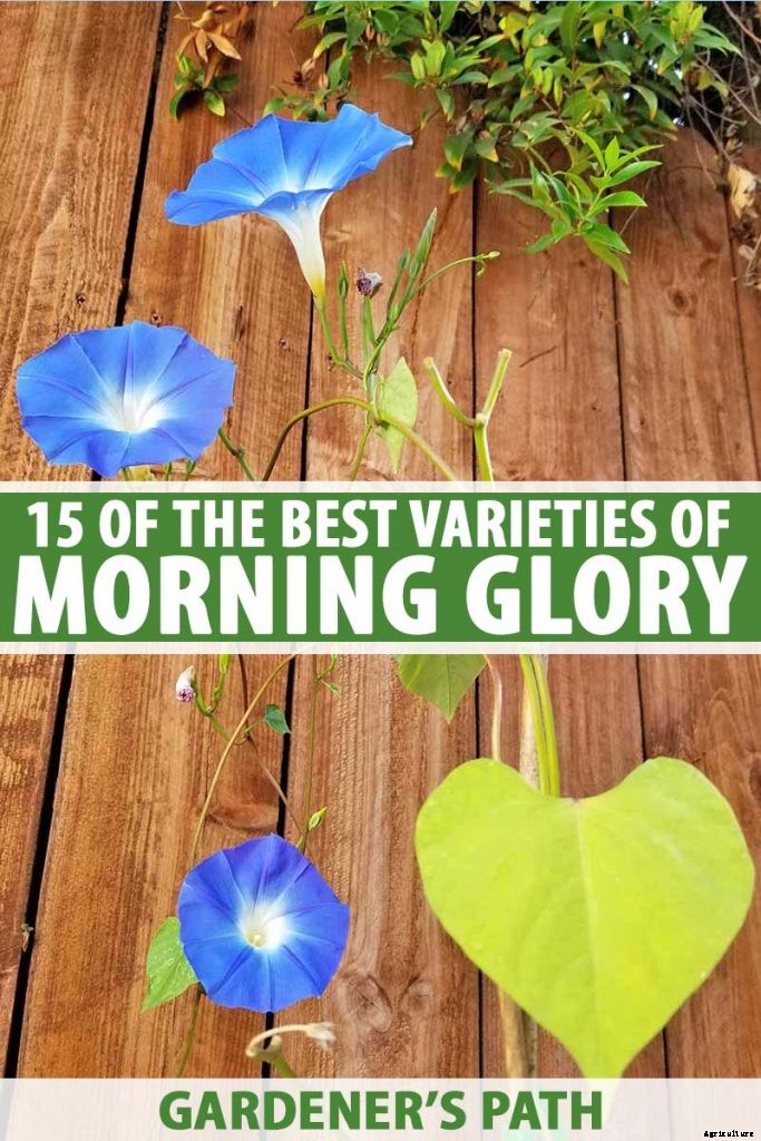15 of the Best Common Morning Glory Varieties for Home Gardeners