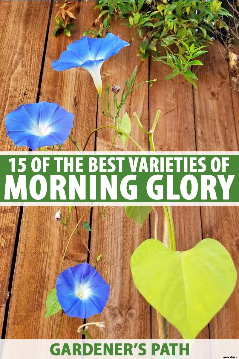 15 of the Best Common Morning Glory Varieties for Home Gardeners
