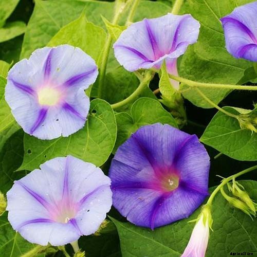 15 of the Best Common Morning Glory Varieties for Home Gardeners