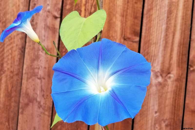 15 of the Best Common Morning Glory Varieties for Home Gardeners