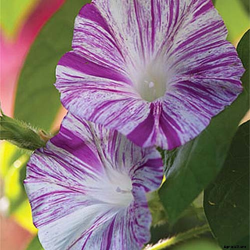 15 of the Best Common Morning Glory Varieties for Home Gardeners
