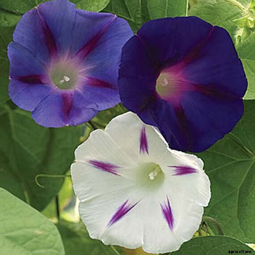 15 of the Best Common Morning Glory Varieties for Home Gardeners