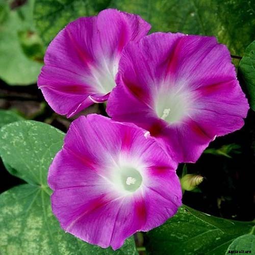 15 of the Best Common Morning Glory Varieties for Home Gardeners