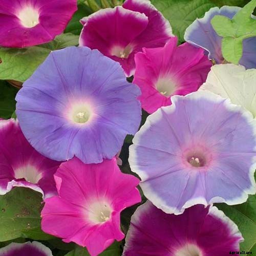 15 of the Best Common Morning Glory Varieties for Home Gardeners