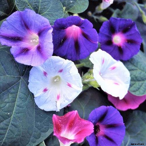 15 of the Best Common Morning Glory Varieties for Home Gardeners