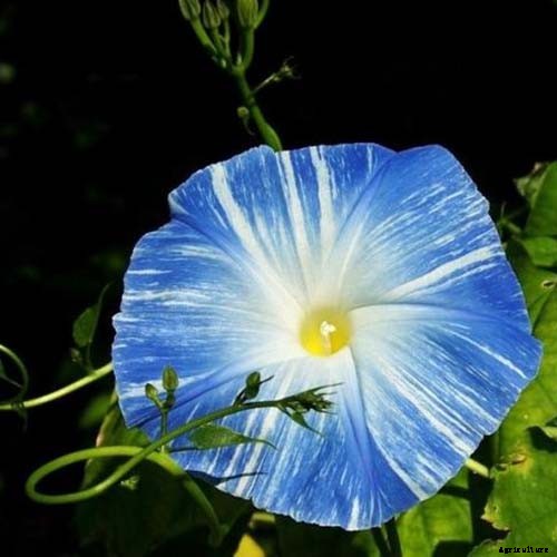 15 of the Best Common Morning Glory Varieties for Home Gardeners
