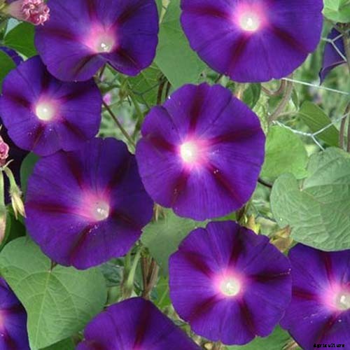 15 of the Best Common Morning Glory Varieties for Home Gardeners