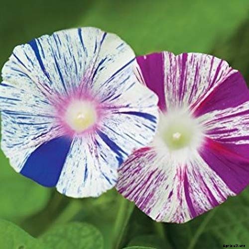 15 of the Best Common Morning Glory Varieties for Home Gardeners