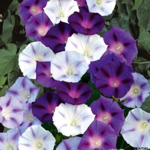 15 of the Best Common Morning Glory Varieties for Home Gardeners