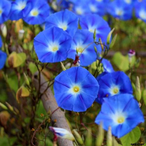 15 of the Best Common Morning Glory Varieties for Home Gardeners