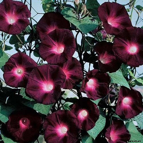 15 of the Best Common Morning Glory Varieties for Home Gardeners